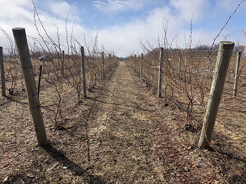 Fig 2_March 28 2018_1 (pre-pruning)